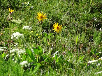 Echte Arnika (Arnica montana).jpg