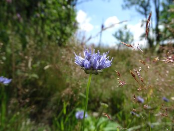 07_04Binge blaues Berg-Sandglöckchen (Jasione montana).jpg