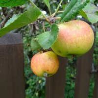 Kultur-Apfel (Malus domestica).jpg