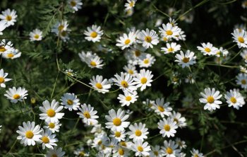 Tanacetum parthenifolium.jpg