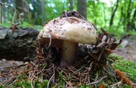 Perlpilz (Amanita rubescens)_schmal.jpg
