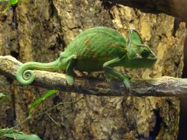 Chamäleon, noch unbestimmt.jpg