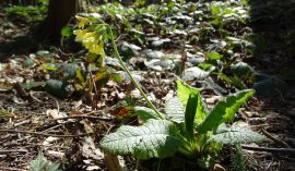 Echte Schlüsselblume (Primula veris) flach.jpg