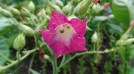 Tabakblüte flach.jpg