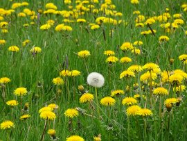 Gewöhnlicher Löwenzahn (Taraxacum sect. Ruderalia).jpg