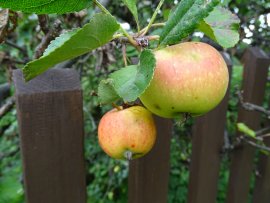 Kultur-Apfel (Malus domestica).jpg
