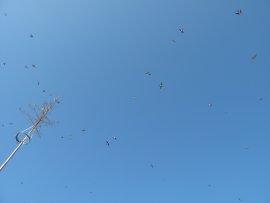 Schwalben_Juan de Vojníkov_via Wikimedia Commons.jpg