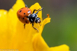Ladybug_(51689592783).jpg