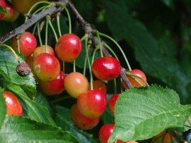 Herz-Kirsche (Prunus avium subsp. juliana).jpg