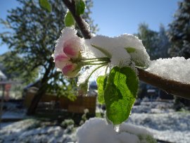 Kultur-Apfel (Malus domestica).jpg