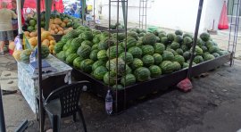 Wassermelonen (Citrullus lanatus)_schmal.jpg