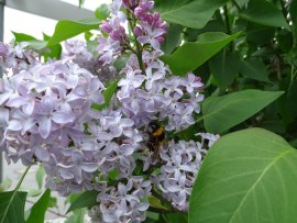 2 Gemeiner Flieder (Syringa vulgaris) (1).jpg